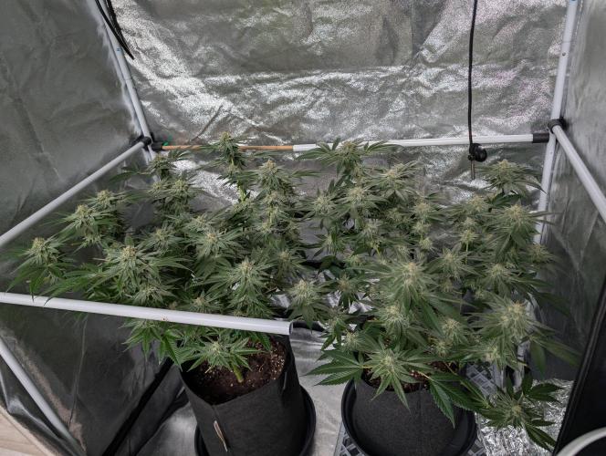 Gorilla Cookies FF X unknown. Week 12
