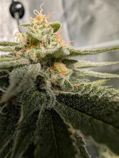 Gorilla Cookies FF X unknown. Week 12