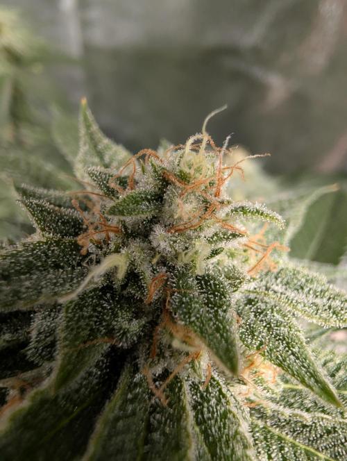Gorilla Cookies FF X unknown. Week 12