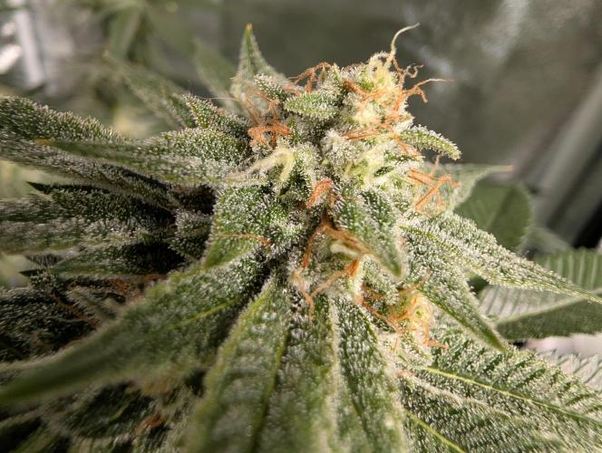 Gorilla Cookies FF X unknown. Week 12