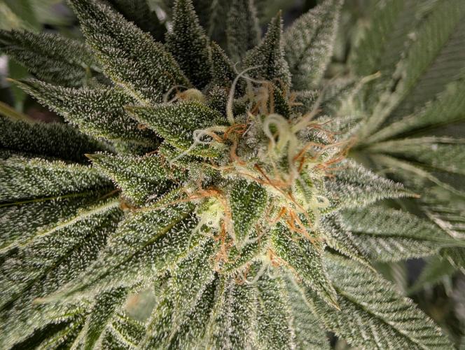 Gorilla Cookies FF X unknown. Week 12