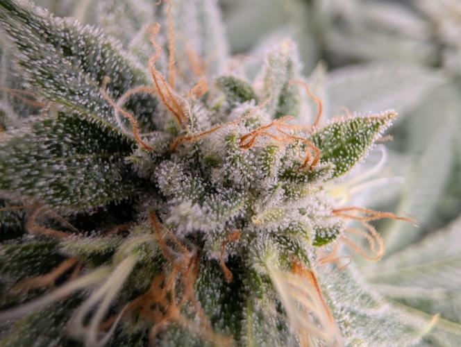 Gorilla Cookies FF X unknown. Week 12