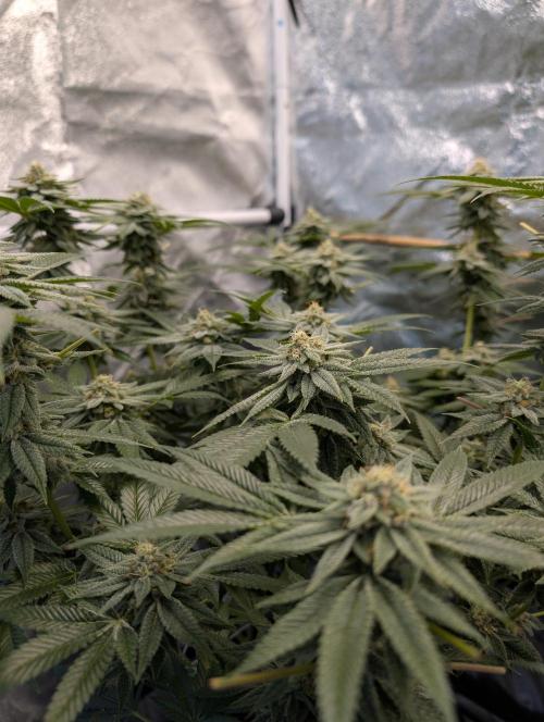 Gorilla Cookies FF X unknown. Week 12