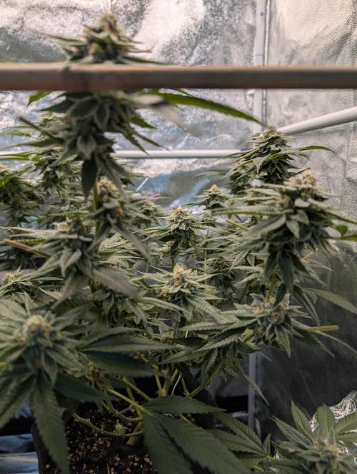 Gorilla Cookies FF X unknown. Week 12
