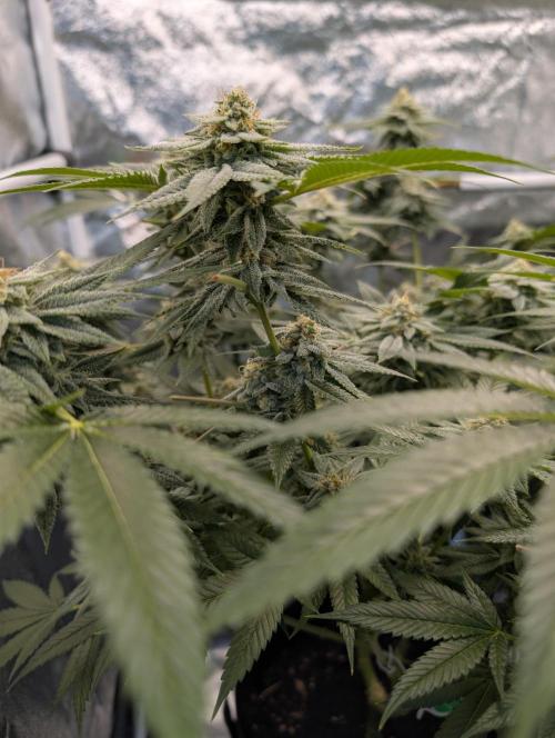 Gorilla Cookies FF X unknown. Week 12 - Day 51