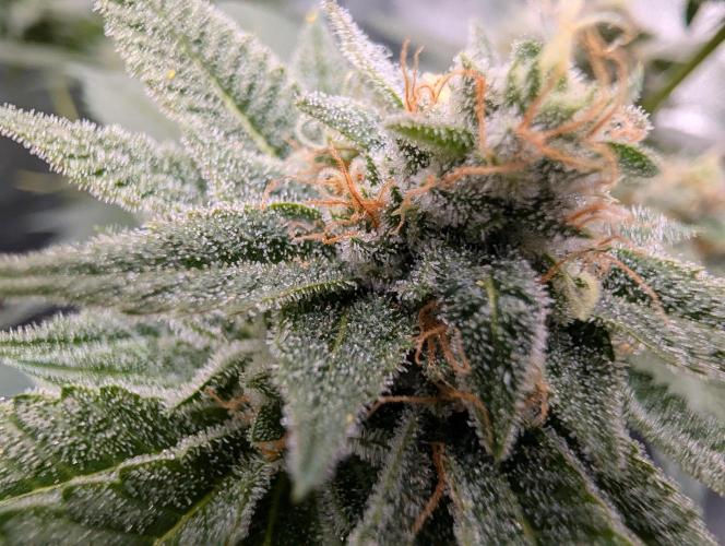 Gorilla Cookies FF X unknown. Week 12 - Day 52