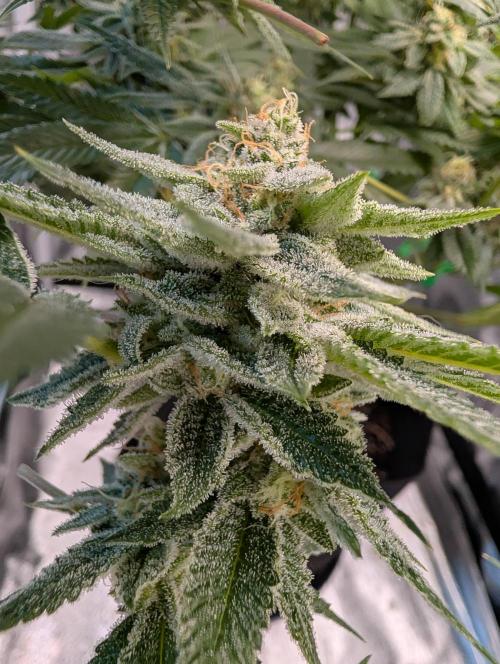 Gorilla Cookies FF X unknown. Week 12 - Day 52