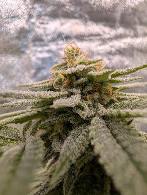 Gorilla Cookies FF X unknown. Week 12 - Day 52