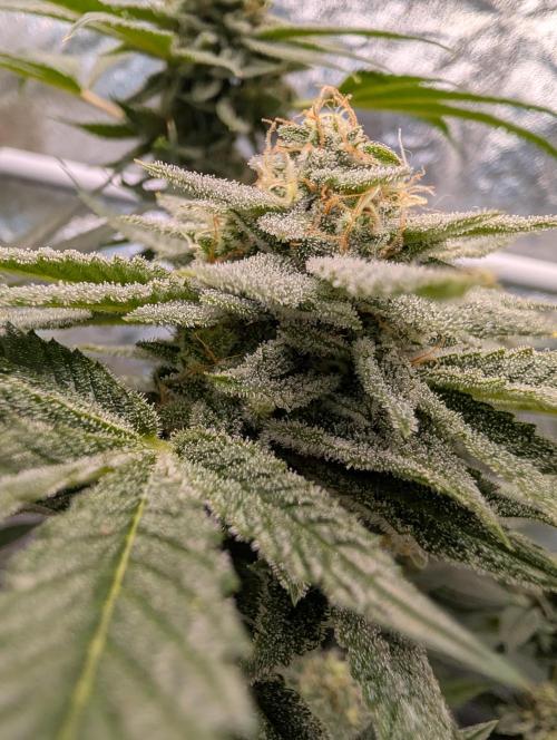 Gorilla Cookies FF X unknown. Week 12 - Day 52