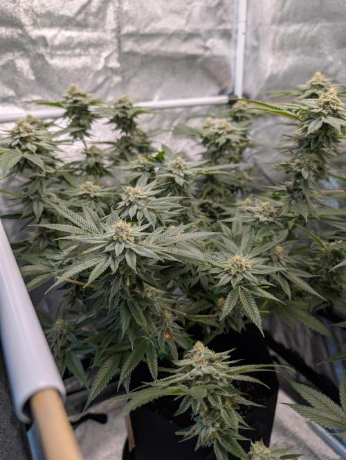 Gorilla Cookies FF X unknown. Week 12 - Day 52