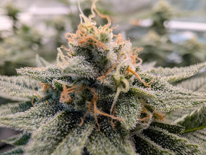 Gorilla Cookies FF X unknown. Week 12 - Day 52