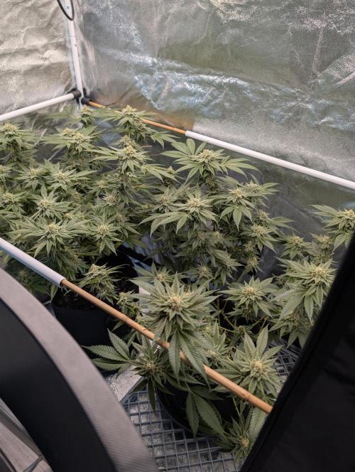 Gorilla Cookies FF X unknown. Week 12 - Day 52