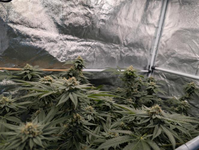 Gorilla Cookies FF X unknown. Week 12 - Day 52