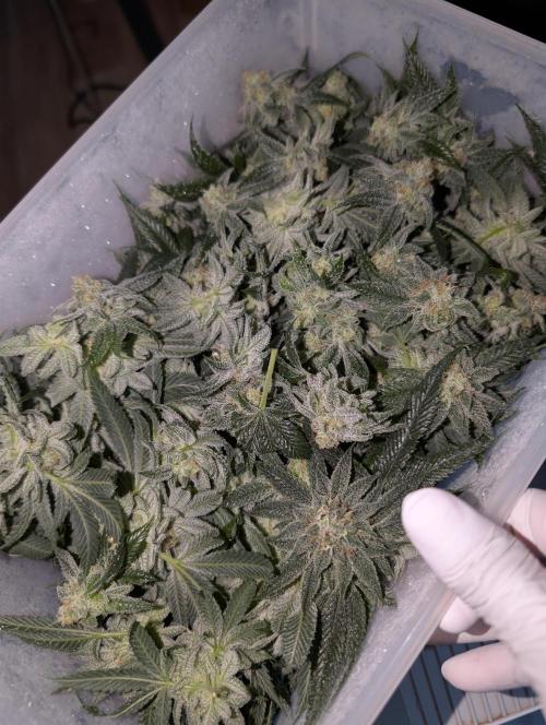 Gorilla Cookies FF X unknown. Week 13 - Fruit salad smell the n the air frozen immediately after harvest.