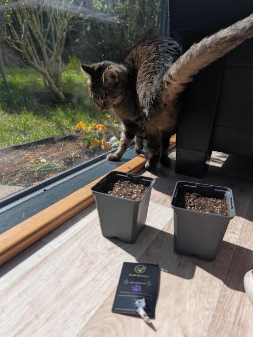 Frosty's Auto Freak Contest. Week 0 - Day 1