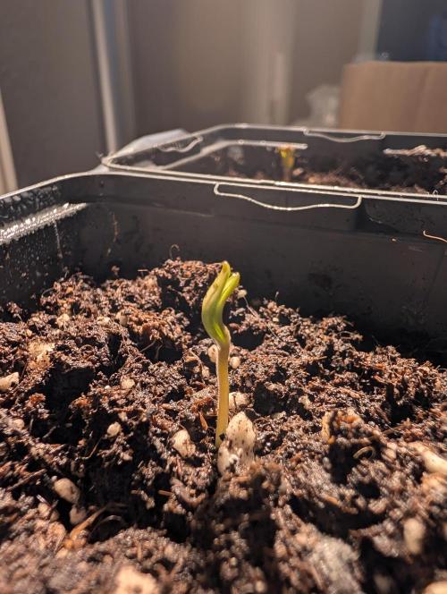 Frosty's Auto Freak Contest. Week 0 - Day 4