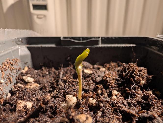 Frosty's Auto Freak Contest. Week 0 - Day 4