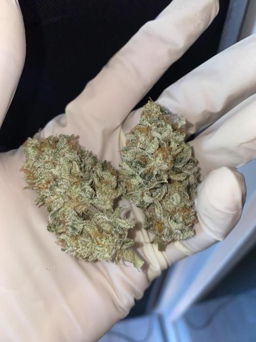 Gorilla Cookies FF X unknown. Week 13 - Main colas dried