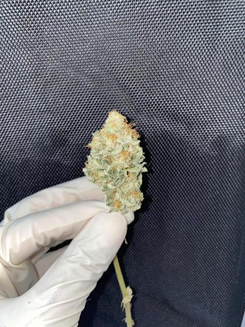Gorilla Cookies FF X unknown. Week 13 - Main colas dried