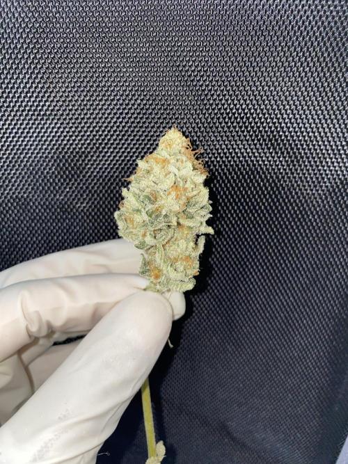 Gorilla Cookies FF X unknown. Week 13 - Main colas dried