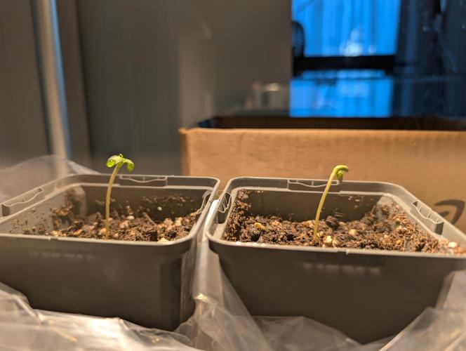 Frosty's Auto Freak Contest. Week 0 - Day 5