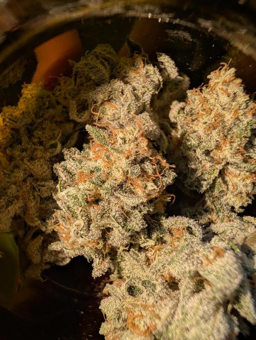 Gorilla Cookies FF X unknown. Week 13