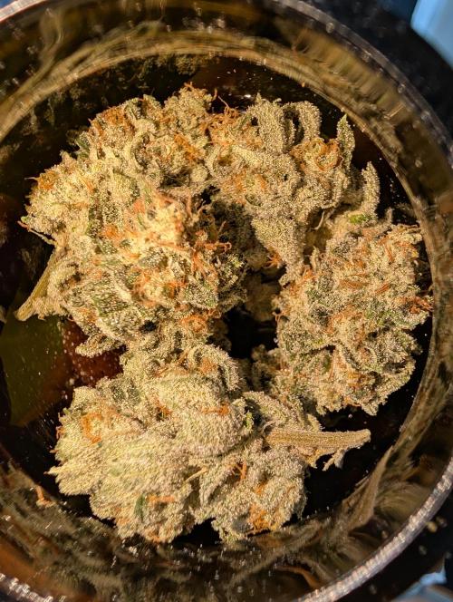 Gorilla Cookies FF X unknown. Week 13