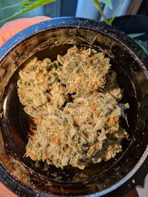 Gorilla Cookies FF X unknown. Week 13