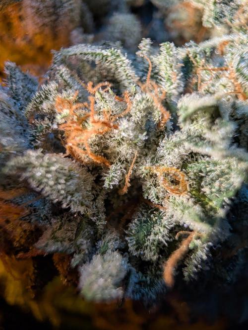 Gorilla Cookies FF X unknown. Week 13