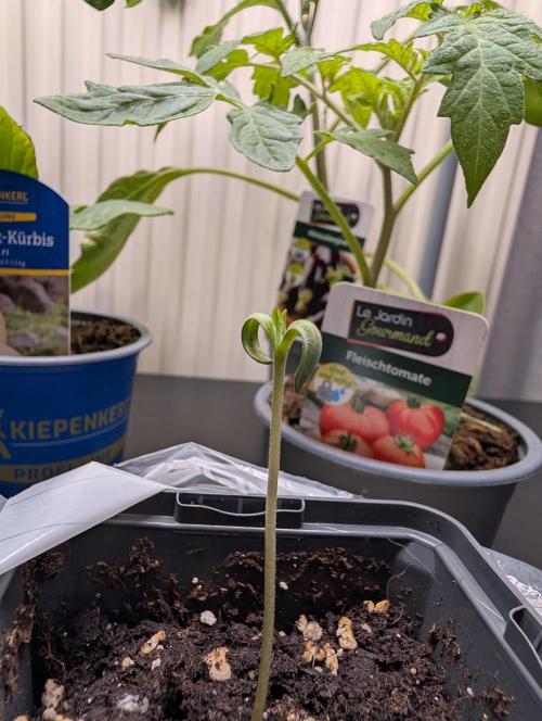 Frosty's Auto Freak Contest. Week 0 - Day 7