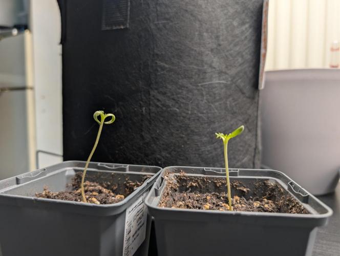 Frosty's Auto Freak Contest. Week 1 - Day 8