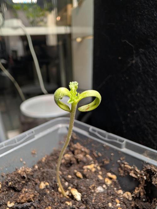 Frosty's Auto Freak Contest. Week 1 - Day 8