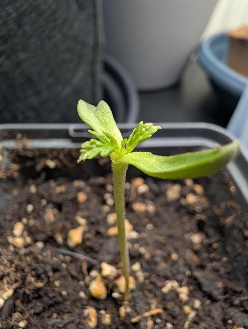 Frosty's Auto Freak Contest. Week 1 - Day 8
