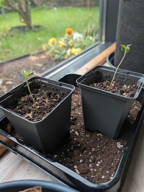 Frosty's Auto Freak Contest. Week 1 - Day 11