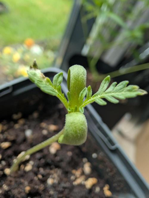 Frosty's Auto Freak Contest. Week 1 - Day 11