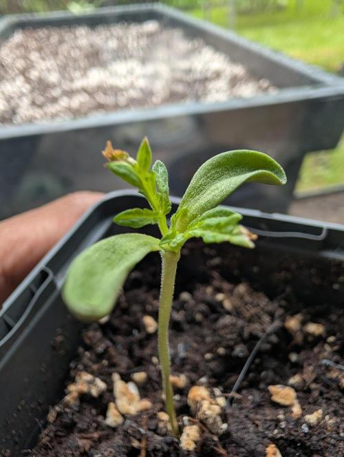 Frosty's Auto Freak Contest. Week 1 - Day 11