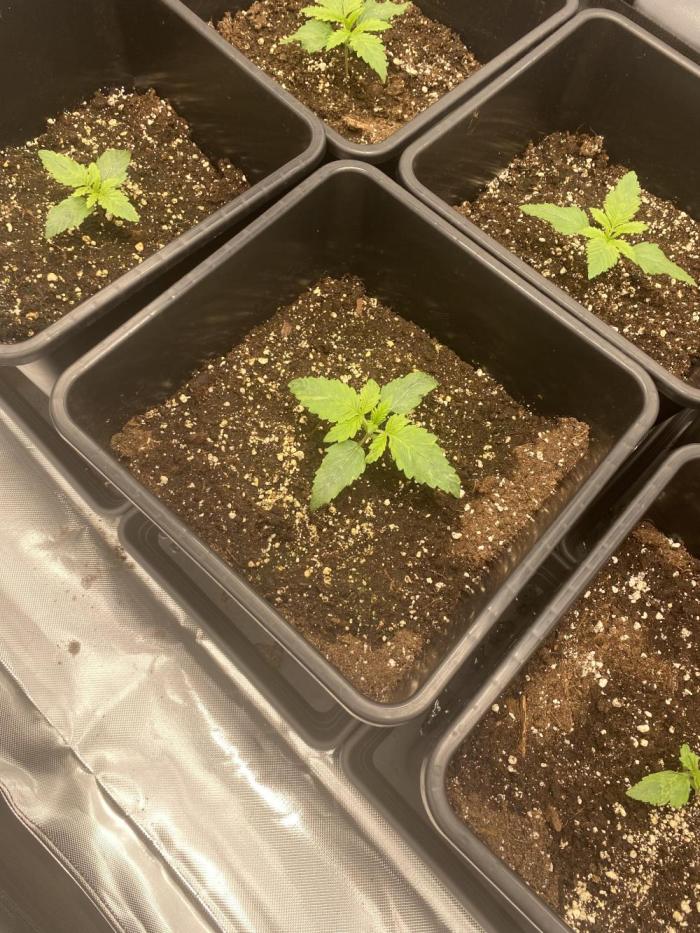 Hindu Kush. Week 2 - not enough Water