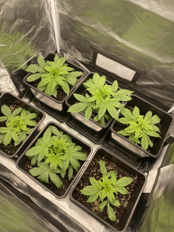 Hindu Kush. Week 3 - Start adding more Water