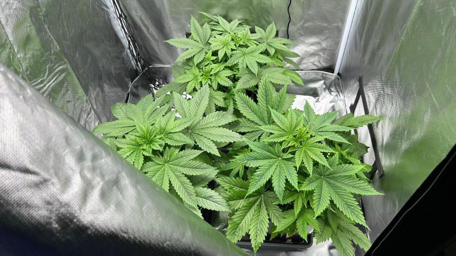 Hindu Kush. Week 5 - Tent 2