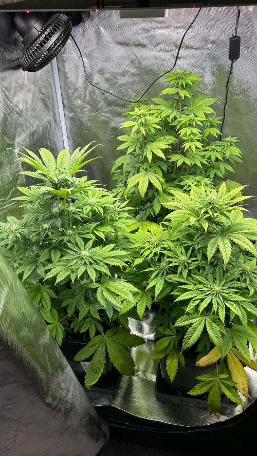 Hindu Kush. Week 7 - Tent 2 only 500ml watering volume