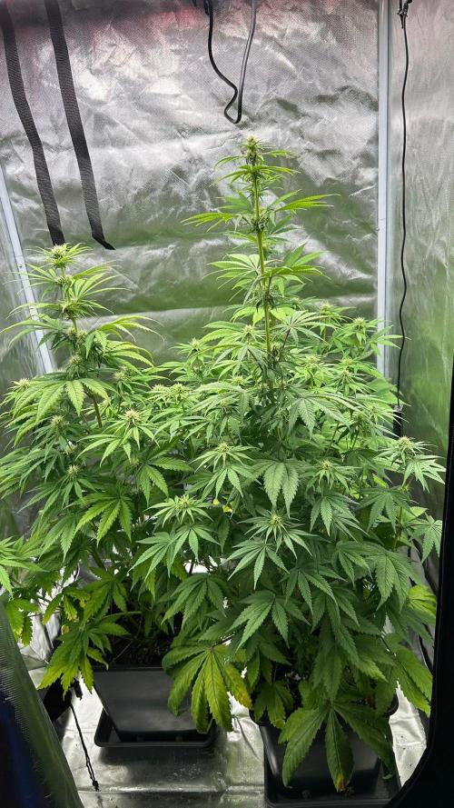 Hindu Kush. Week 7 - Tent 1 1000 ml watering volume