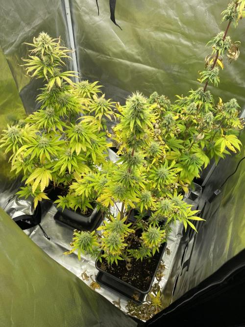 Hindu Kush. Week 9 - Tent 1. Still ahead