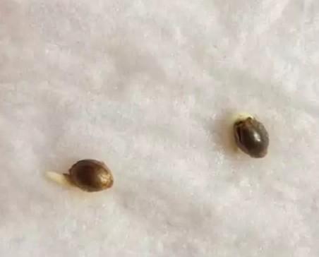 Hindu Kush die Zweite. Week 0