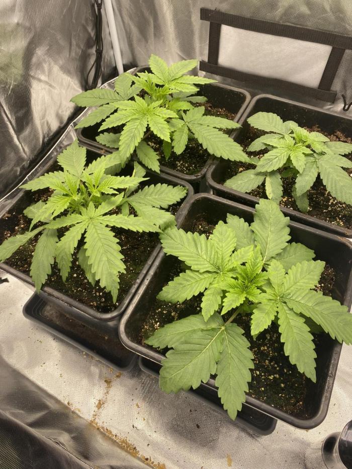 Hindu Kush die Zweite. Week 3