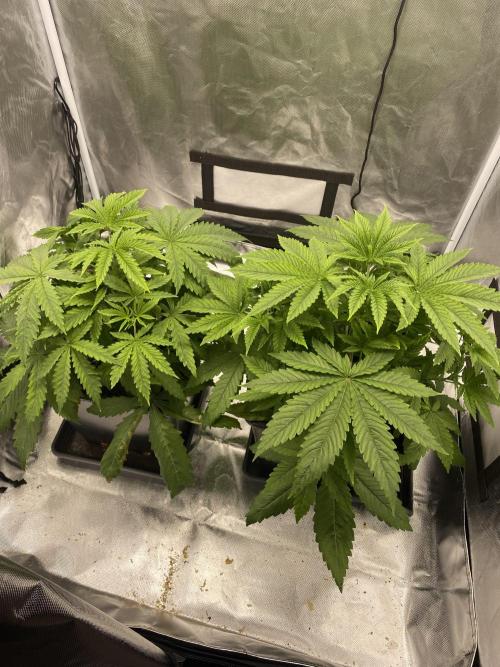 Hindu Kush die Zweite. Week 4