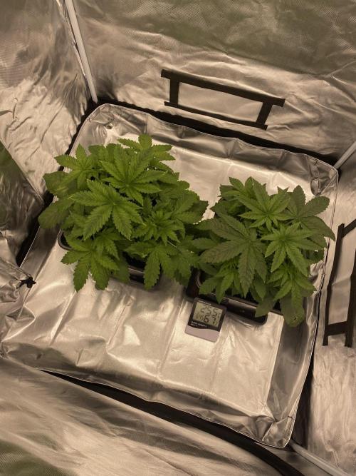 Hindu Kush die Zweite. Week 4