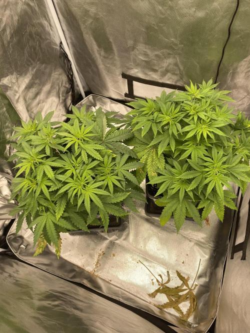 Hindu Kush. Week 5