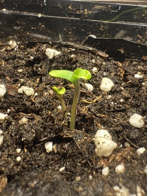 Zoapaya / Slurricane. Week 1 - Slurricane brought a homie with it (Twins). Killed the Smaller one (Space)