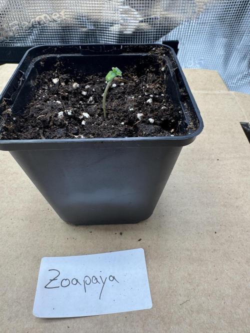 Zoapaya / Slurricane. Week 1