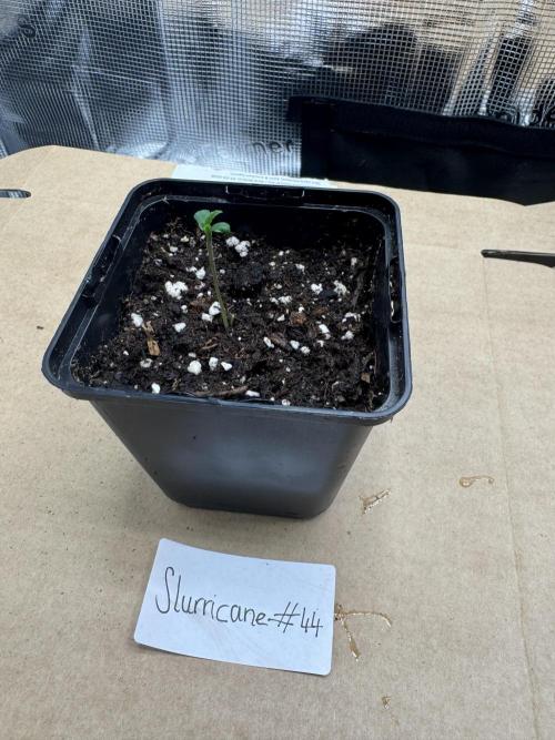 Zoapaya / Slurricane. Week 1